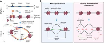 The Replication Stress Response on a Narrow Path Between Genomic Instability and Inflammation